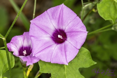 Purple Bindweed May 2026